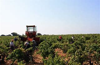 Domaine Chante Cigale Chateauneuf du Pape Rouge 2022